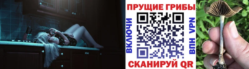 Галлюциногенные грибы Psilocybe  Купить закладки  Струнино 